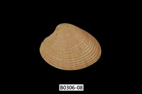 藏品(女神長文蛤(棕肋長文蛤))的圖片